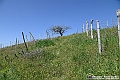 VBS_1025 - Torre dei Contini - Canelli (AT)